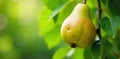 A dew kissed pear, partially devoured by an unknown visitor in a sunlit orchard. A ripe pear with a clear bite mark, resting on a Royalty Free Stock Photo