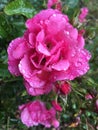 Dew-kissed Pink Rose on green background Royalty Free Stock Photo