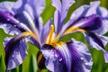 Dew-Kissed Purple Iris Petals Unfurling in the Soft Glow of Dawn - Close-up Floral Beauty Royalty Free Stock Photo