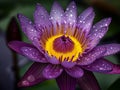 Dew-kissed Purple Water Lily Royalty Free Stock Photo