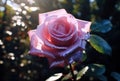 Dew-kissed rose basking in the morning sunlight Royalty Free Stock Photo