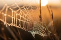 Dew-kissed spider web gracefully sways amid tall grasses, the essence of dawn's gentle embrace Royalty Free Stock Photo