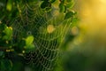 Dew-Kissed Spider Web in Morning Light - Nature's Intricate Beauty Royalty Free Stock Photo