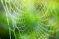 Dew-Kissed Spider Web Shimmering in Soft Morning Light Royalty Free Stock Photo