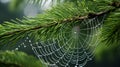 Dew-Kissed Spiders Web: Natures Intricate Masterpiece