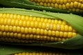 Dew kissed symmetry, corn ears with water droplets in orderly arrangement