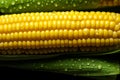 Dew kissed symmetry, corn ears with water droplets in orderly arrangement