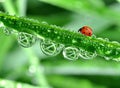 Dew and ladybird Royalty Free Stock Photo