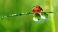 Dew and ladybird Royalty Free Stock Photo