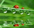Dew and ladybird Royalty Free Stock Photo