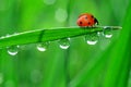 Dew and ladybird Royalty Free Stock Photo