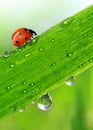 Dew and ladybird Royalty Free Stock Photo