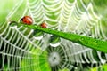 Dew and ladybird Royalty Free Stock Photo