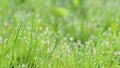 dew lawn fairy morning natural beauty vibrant Royalty Free Stock Photo