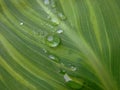 Dew on the leaf Royalty Free Stock Photo