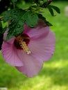 Dew Leaf And Beautiful Purple Flower On Summer Tree Royalty Free Stock Photo