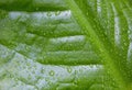 Dew leaf closeup macro green skunk cabbage spring nature backgrounds Royalty Free Stock Photo