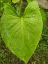 Dew leaf flower green Taro grass rain water Royalty Free Stock Photo