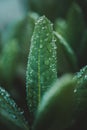 Dew leaf green plant Thread Water droplets