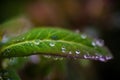 Dew leaf green plant Thread Water droplets