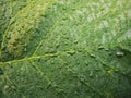 Dew on a leaf with leaves in the background Royalty Free Stock Photo