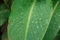 Dew on a leaf in the morning. Natural, large, round drops of water. Water drop sparkles in the sunlight. Shadows Royalty Free Stock Photo