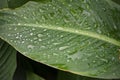 Dew on a leaf in the morning. Natural, large, round drops of water. Water drop sparkles in the sunlight. Shadows Royalty Free Stock Photo