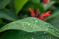 Dew on a leaf in the morning. Natural, large, round drops of water. Water drop sparkles in the sunlight. Shadows Royalty Free Stock Photo