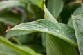 Dew on a leaf in the morning. Natural, large, round drops of water. Water drop sparkles in the sunlight. Shadows Royalty Free Stock Photo