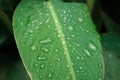 Dew on a leaf in the morning. Natural, large, round drops of water. Water drop sparkles in the sunlight. Shadows Royalty Free Stock Photo