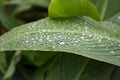 Dew on a leaf in the morning. Natural, large, round drops of water. Water drop sparkles in the sunlight. Shadows Royalty Free Stock Photo