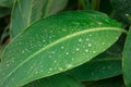 Dew on a leaf in the morning. Natural, large, round drops of water. Water drop sparkles in the sunlight. Shadows Royalty Free Stock Photo