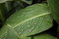 Dew on a leaf in the morning. Natural, large, round drops of water. Water drop sparkles in the sunlight. Shadows Royalty Free Stock Photo