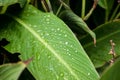 Dew on a leaf in the morning. Natural, large, round drops of water. Water drop sparkles in the sunlight. Shadows Royalty Free Stock Photo