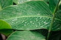 Dew on a leaf in the morning. Natural, large, round drops of water. Water drop sparkles in the sunlight. Shadows Royalty Free Stock Photo