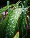 Dew on leaf