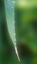 Dew on the leave. Royalty Free Stock Photo