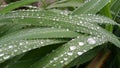 Dew on the leaves.