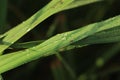 Dew on leaves. Drop of dew in morning on leaves with sun light. Water drops on the green grass Royalty Free Stock Photo