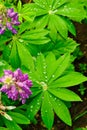 Dew on the leaves of lupine