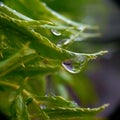 dew on the leaves that will soon fall