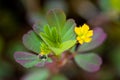 Dew on Little Hop Clover, Trifolium dubium Royalty Free Stock Photo