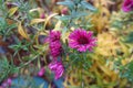 Dew on magenta-colored flowers of Michaelmas daisies in November Royalty Free Stock Photo