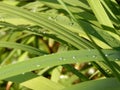 Fern in dew drops