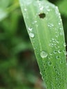 Dew in the morning makes eyes fresh