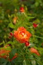 Dew on Orange Rose Royalty Free Stock Photo