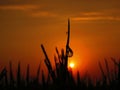 Dew on paddyfields