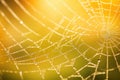 Morning dew net cobweb network background spider nature web water green macro wet Royalty Free Stock Photo