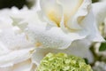 Dew on the petals of a white rose. Fresh flowers in a summer