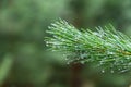 Dew on Pine Tree Branch Closeup Macro Royalty Free Stock Photo